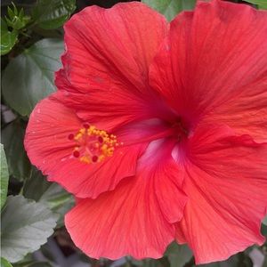 Meet your Posher, Alessa